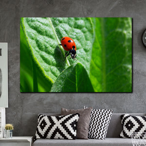 Tablou canvas Animale Ladybug