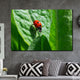 Tablou canvas Animale Ladybug
